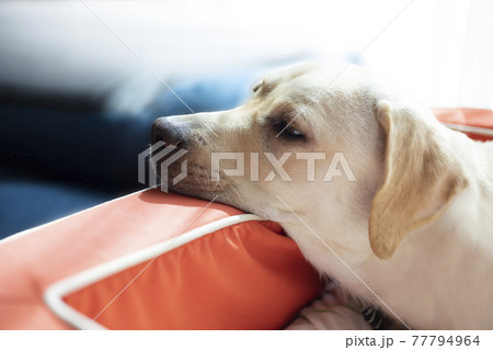 あご乗せで寝る犬、イエローのラブラドールレトリバー 77794964