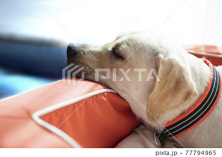 あご乗せで寝る犬 イエローのラブラドールレトリバーの写真素材