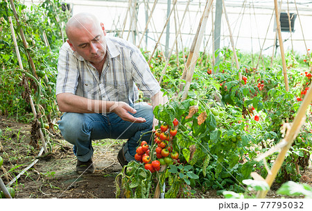 Farmer checking tomato plants Farmer checking tomato plants 77795032