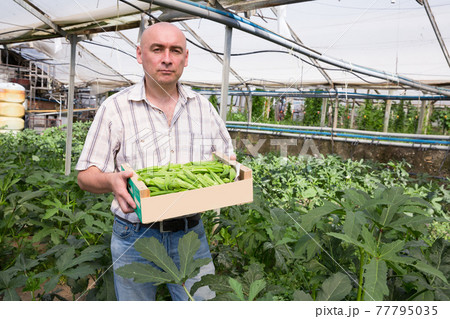 Man professional gardener holding crate with okra in greenhouse 77795035