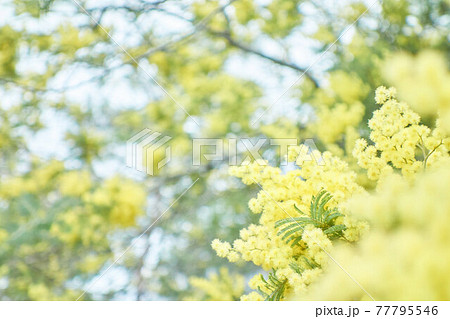 ミモザの花 77795546