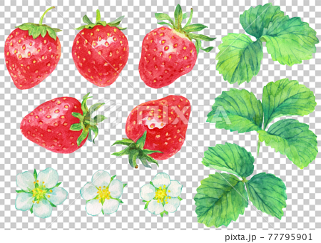 水彩イチゴの実と花と葉_素材 77795901