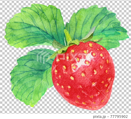 水彩イチゴ1粒_葉つき 77795902