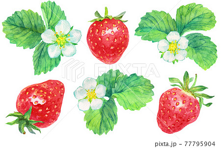 水彩イチゴとイチゴの花_素材 77795904