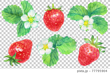 水彩イチゴとイチゴの花_素材 77795904