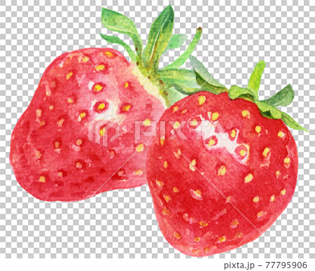 Two watercolor strawberries Two watercolor strawberries 77795906