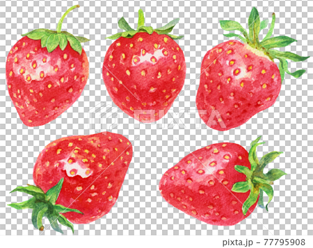 水彩5つのイチゴ 77795908