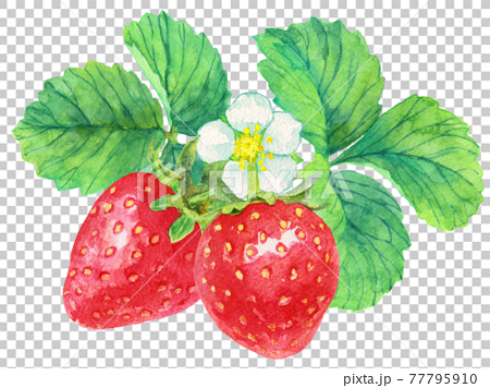 水彩2粒のイチゴと葉と花 77795910