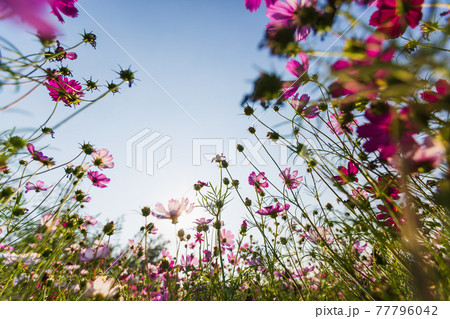 Cosmos flowers beautiful Cosmos flowers beautiful 77796042