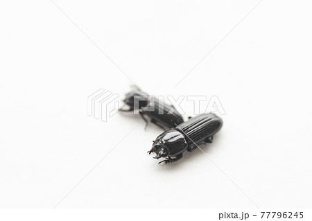 イオウマメクワガタ　白バック　昆虫　マメクワガタ　クワガタ　虫　 77796245