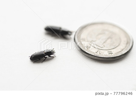 イオウマメクワガタ　白バック　昆虫　マメクワガタ　クワガタ　虫　 77796246