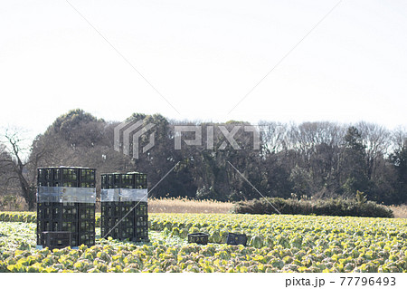 白菜畑 白菜 野菜 畑 農業 栽培 ビジネス 産業 ハクサイ 葉野菜 白菜畑 白菜 野菜 畑 農業 栽培 ビジネス 産業 ハクサイ 葉野菜 77796493