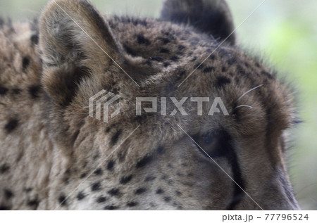 チーター 77796524