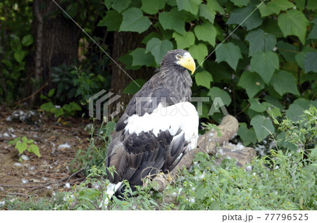 オオワシ 77796525