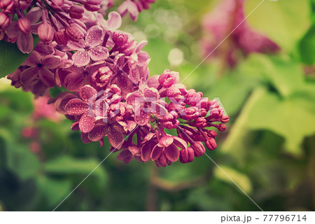 Spring lilac flowers Spring lilac flowers 77796714