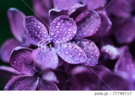 Lilac flowers macro 77796717