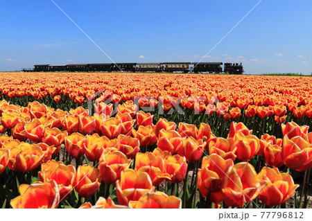 世界の風景　オランダ 77796812