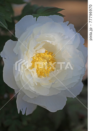 大輪の牡丹（冠山総合公園） 77796970