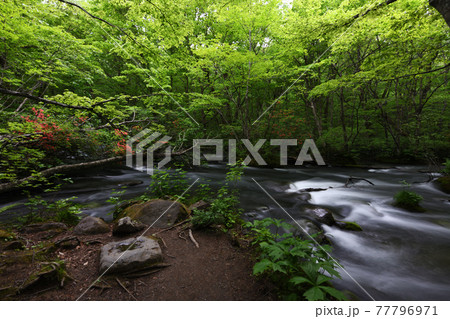 ツツジの咲く頃 77796971