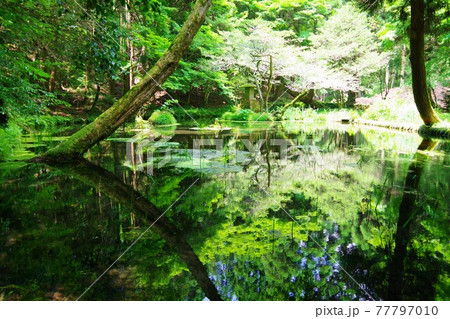 熊本県産山村　山吹水源 77797010