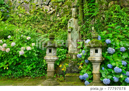アジサイ寺 長法寺のアジサイに囲まれたお地蔵様 岡山県津山市の写真素材