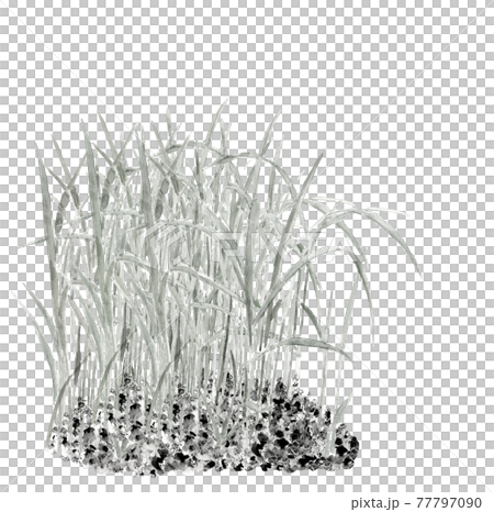 Ink painting style watercolor: Monotone rice seedling white background material PNG Ink painting style watercolor: Monotone rice seedling white background material PNG 77797090