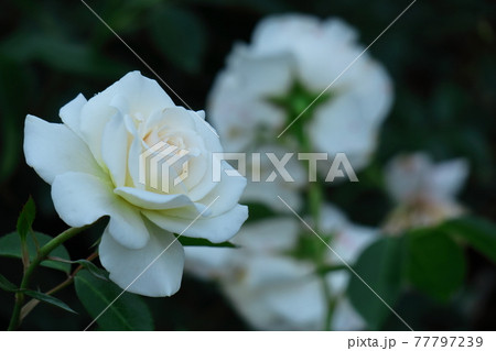 花の女王 花の女王 77797239