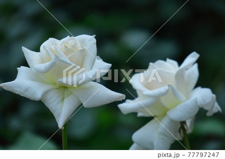 花の女王 花の女王 77797247