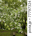 アメリカヒトツバタゴの花 77797324
