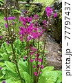 九輪草（くりんそう）の花 77797437