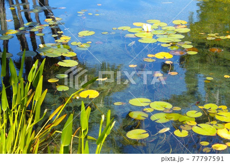水草のある池の写真素材 [77797591] - PIXTA