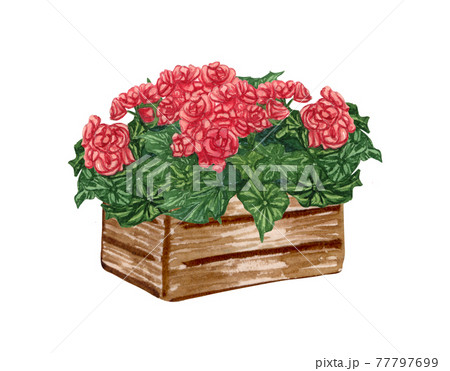 Watercolor garden illustration with red begonia in the old wooden box, potted plant, gardening flower 77797699
