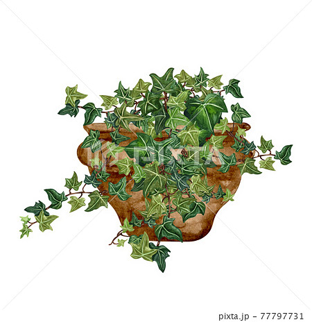 Watercolor garden illustration with green ivy in a old brown pot, potted plant, gardening flower. Watercolor garden illustration with green ivy in a old brown pot, potted plant, gardening flower. 77797731