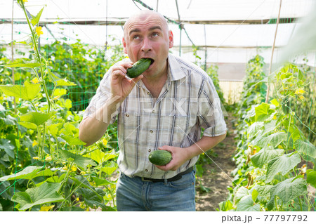 Farmer tasting ripe cucumber Farmer tasting ripe cucumber 77797792