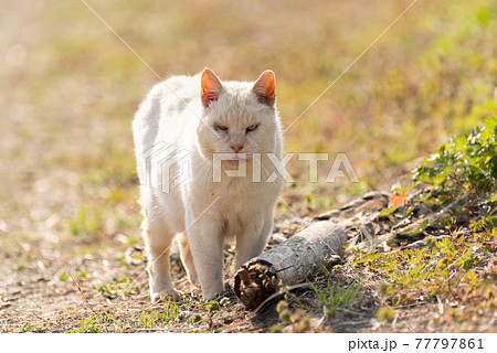 歩く猫 ちょっと怖い顔の猫の写真素材