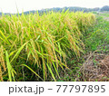 稲 77797895