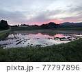 田んぼに映る夕日 77797896