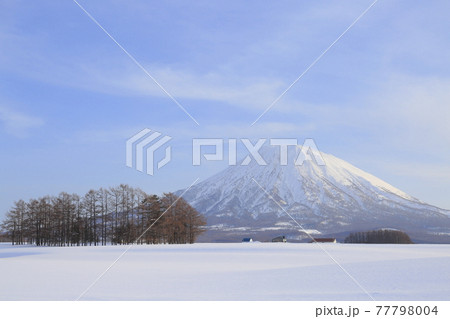落葉松林と羊蹄山 77798004