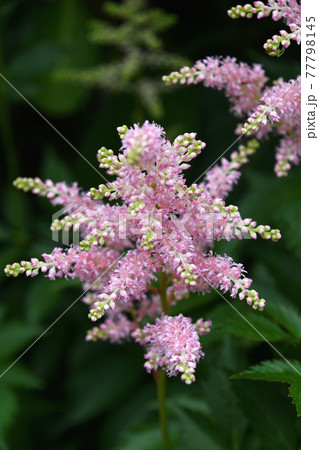 アスチルベ（泡盛草） 77798145