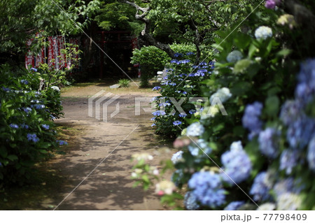 あじさい寺の小径 77798409
