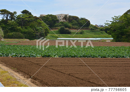 緑のキャベツ畑の田園風景 緑のキャベツ畑の田園風景 77798605