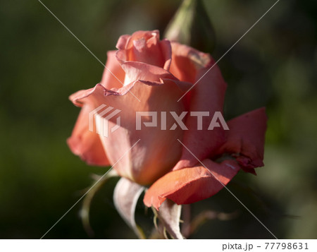 Rare rose flower at cultivation garden species Folklore Rare rose flower at cultivation garden species Folklore 77798631