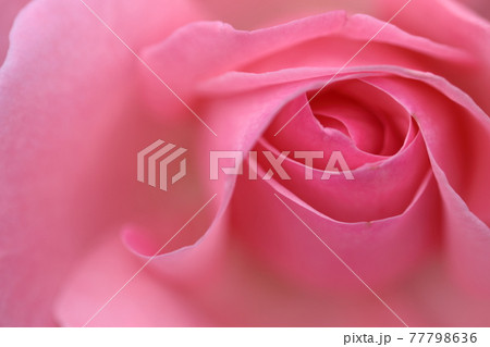 花の女王 77798636