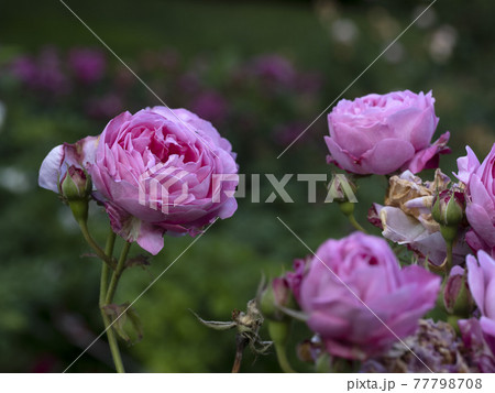 Rare rose flower at cultivation garden species La Reine Victoria Queen 77798708