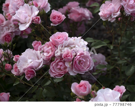 Rare rose flower at cultivation garden species Bonica 82 77798746