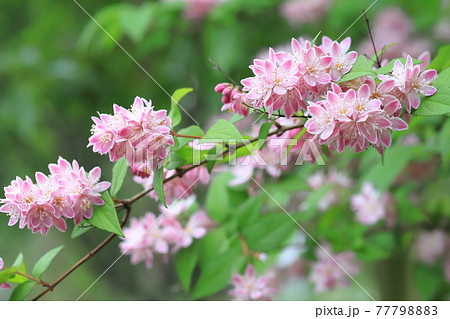 ピンク色のウツギ 77798883