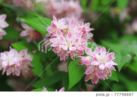 ピンク色のウツギ 77798887