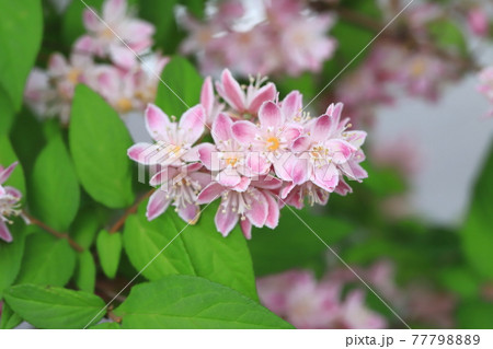 ピンク色のウツギ 77798889