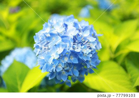初夏の風物詩　紫陽花の花 77799103