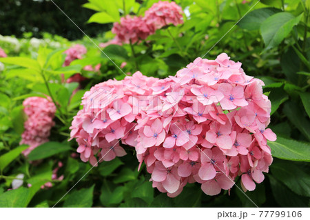 初夏の風物詩 紫陽花の花 初夏の風物詩 紫陽花の花 77799106